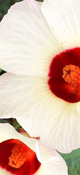Natural Botanical Sweetness